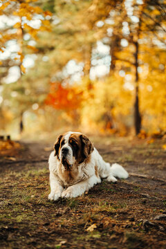 St Bernard dog relaxed amidst autumn foliage