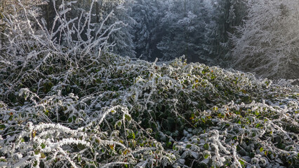 Winterspaziergang mit Rauhreif