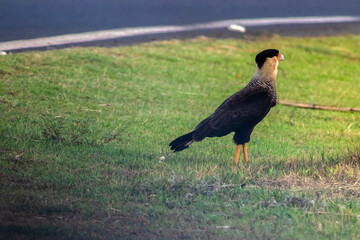 A Southern Crested Caracara (Caracara plancus) walks across a vibrant green, grassy field. This adaptable South American bird of prey is captured in profile, showcasing its distinct features.