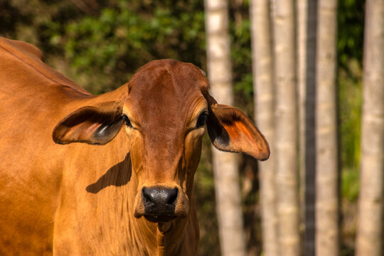 Close-up portrait of a brown Zebu dairy cow, likely a Gyr breed, staring at the camera. A key animal in Brazil's agribusiness, set against a backdrop of palm trees and green foliage in Brazil.