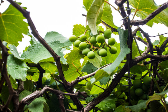 A lush bunch of young, green grapes hangs from a gnarled vine. Dewy leaves suggest a fresh, healthy in a vineyard, symbolizing growth, nature, and the early stages of winemaking in Brazil.