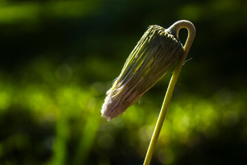 Macro of a dandelion head post-bloom, drooping as it transforms into a seed pappus. Backlit by sun, it shows nature's cycle of renewal, fragility, and resilience against a soft green background.