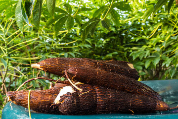 Cassava root on a plastic table with the manioc plantation on the farm in Brazil