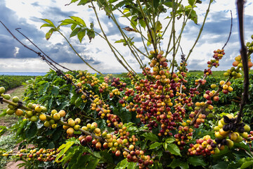 coffee beans on coffee tree on the plantation in brazilian farm. Brazil