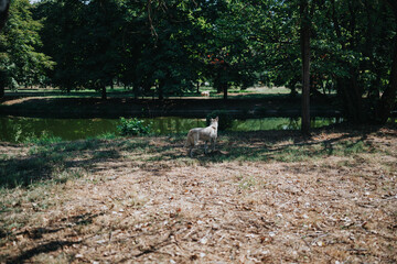 A light-colored dog gazes toward a quiet pond in a lush park. Dappled sunlight filters through dense foliage, creating a peaceful outdoor scene perfect for nature, animal, or lifestyle stock needs.