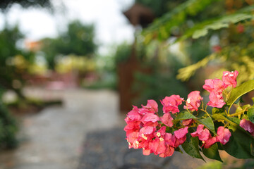 Pink bougainvillea flowers with dew on garden pathway