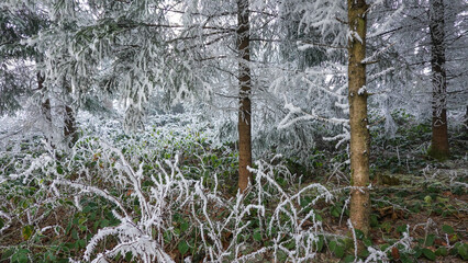 Winterspaziergang mit Rauhreif