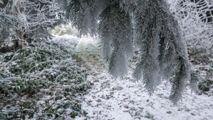 Winterspaziergang mit Rauhreif