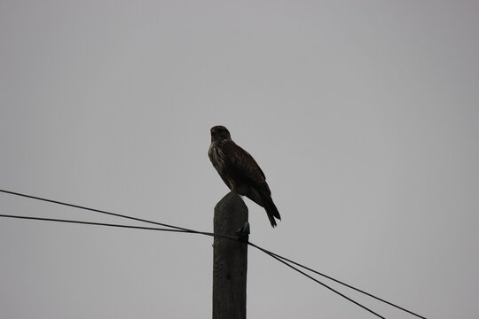 Poiana su un palo