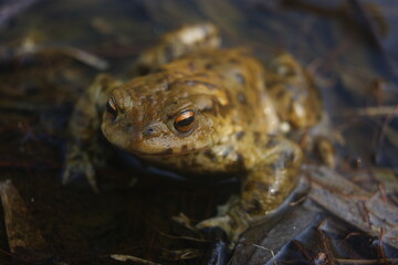 Nature,insect, snails,dragonflies,damselflies,frogs toads and another insect in summer in central bohemia