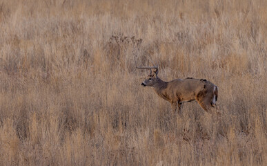 Buck Whitetail Deer During the Rut in Autumn in Colorado