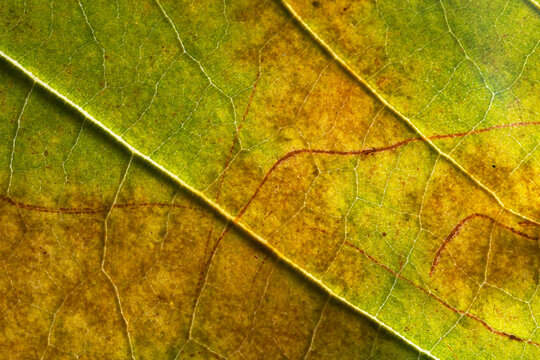 Detailed macro shot of autumn leaf with visible veins