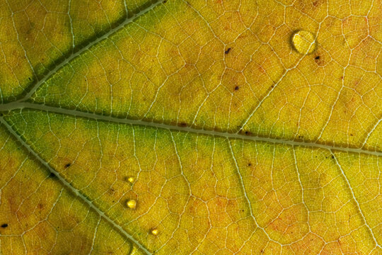 Macro view of an autumn leaf with dew and veins