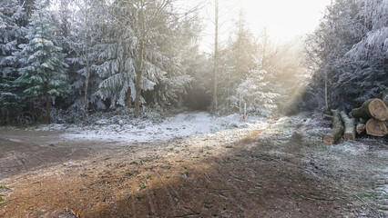 Naklejka premium Winterspaziergang mit Rauhreif