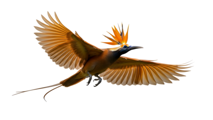 Bird in flight, orange and brown feathers, isolated on white background