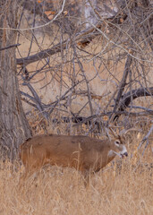 Buck Whitetail Deer During the Rut in Autumn in Colorado