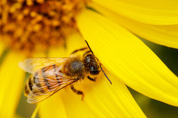 Close-up shot of a bee entirely dusted with yellow pollen as it collects nectar from a sunflower. Perfect representation of nature, farming, ecology, and the pollination process.