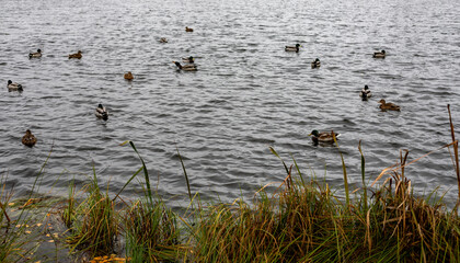 Ducks on park lake in autumn on cloudy day. Wild ducks are reflected in lake. Pond with wild ducks and drakes.