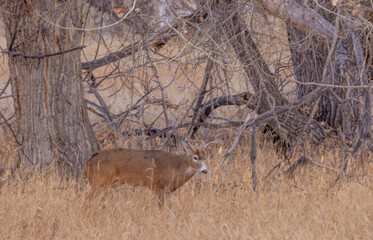 Buck Whitetail Deer During the Rut in Autumn in Colorado