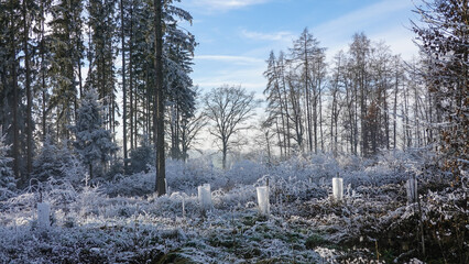 Winterspaziergang mit Rauhreif
