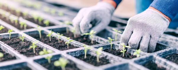 Gardener's gloved hands carefully planting young green seedlings into a multi cell propagation tray filled with dark soil