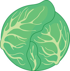 Head of cabbage isolated on white background	