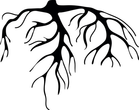 Black silhouette of root isolated on white background	