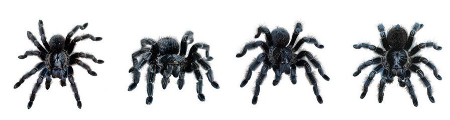 Fototapeta premium Four detailed tarantulas with vibrant blue and purple markings isolated on transparent background