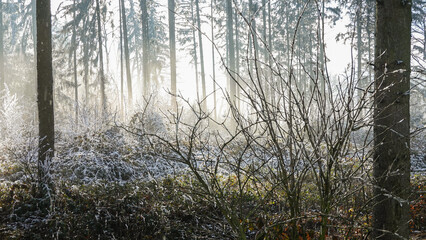 Winterspaziergang mit Rauhreif