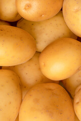 A group of fresh tasty potato as  background.