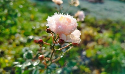 Delicate pink rose flowers are covered with cold frost.A close-up photograph green  leaves heavily coated in frost. The leaves are clustered together, with their edges and surfaces 