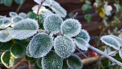 A close-up photograph green leaves heavily coated in frost. The leaves are clustered together, with their edges and surfaces densely covered in a layer of glistening, crystalline ice.