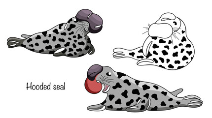 Hooded seal