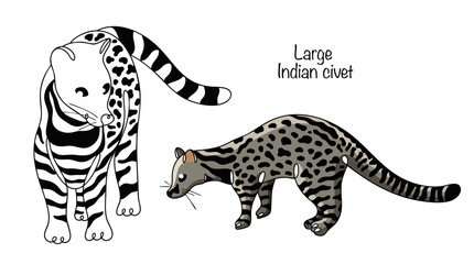 Large Indian civet