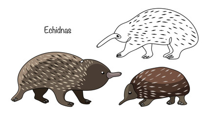Echidnas