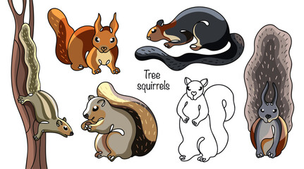 Tree squirrels