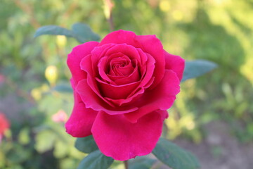 Vibrant Magenta Rose in Full Bloom