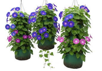 Three hanging baskets filled with vibrant blue and pink morning glory flowers isolated on transparent background