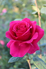 Vibrant Magenta Rose in Full Bloom