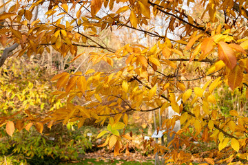 Hornbeam maple or Acer Carpinifolium plant in Saint Gallen in Switzerland 13.11.2025