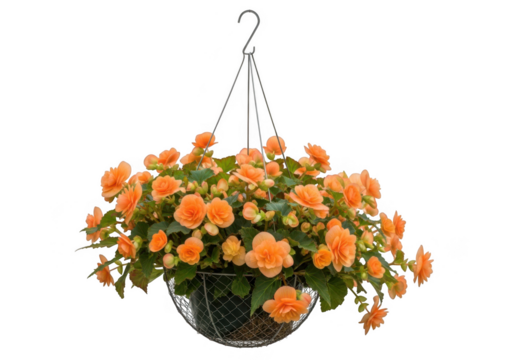 Vibrant orange begonia flowers cascading in a hanging basket isolated on transparent background