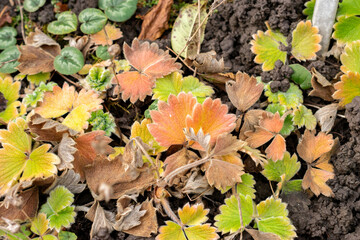 Potentilla Megalantha plant in Saint Gallen in Switzerland 13.11.2025