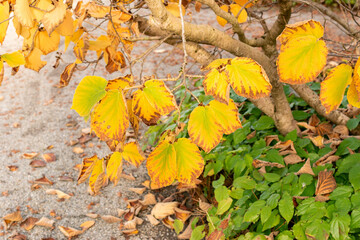Chinese witch hazel or Hamamelis Mollis plant in Saint Gallen in Switzerland 13.11.2025