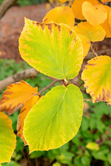 Chinese witch hazel or Hamamelis Mollis plant in Saint Gallen in Switzerland 13.11.2025