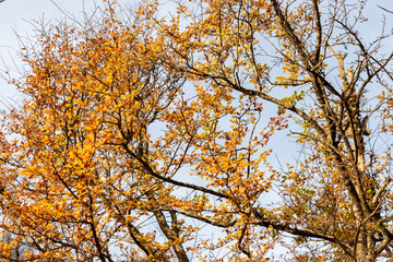 Nothofagus Antarctica plant in Saint Gallen in Switzerland 13.11.2025