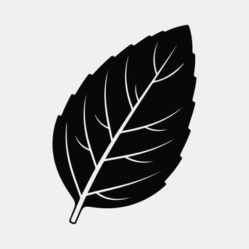 Silhouette basil leaf culinary herb plant simple black vector illustration
