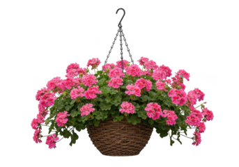 Vibrant pink impatiens flowers cascading from a wicker hanging basket isolated on transparent background