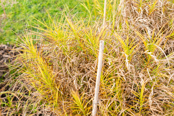 Palm sedge or Carex Muskingumensis plant in Saint Gallen in Switzerland 13.11.2025