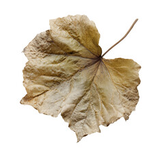 A beautifully detailed and textured dry leaf showcasing intricate veins and natural patterns, perfect for artistic compositions on transparent background