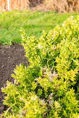 Butchers broom or Ruscus Aculeatus plant in Saint Gallen in Switzerland 13.11.2025